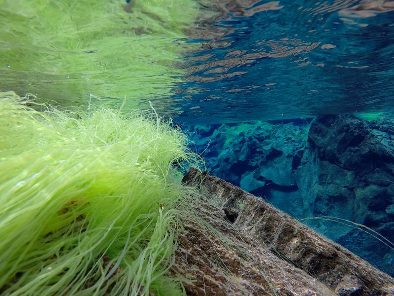 Bright green algae drifting near the surface of the Silfra fissure