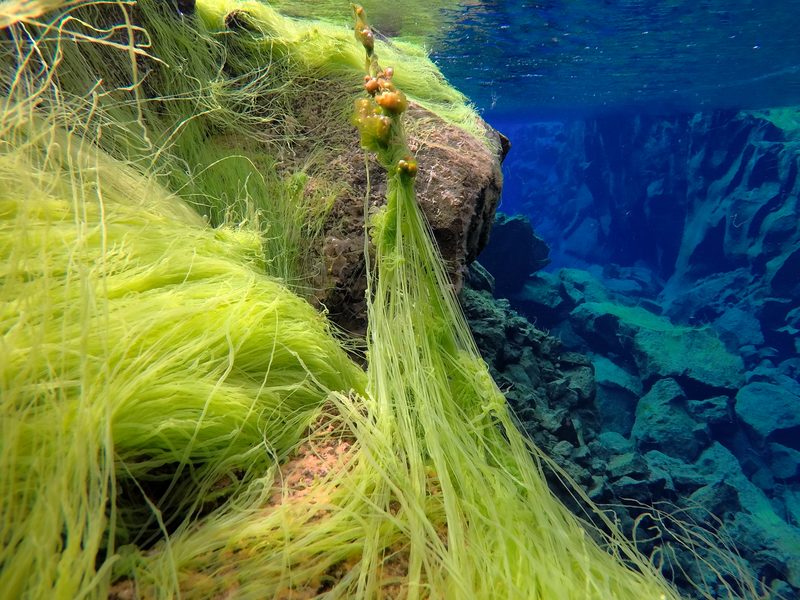 Long strands of green algae clinging to underwater rock in Silfra