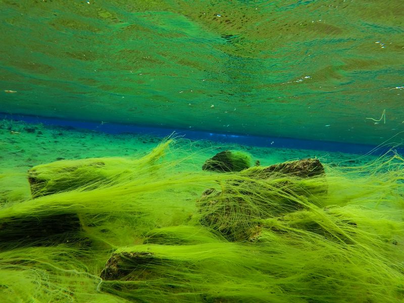 Green algae draped over rocks on the floor of the Silfra fissure