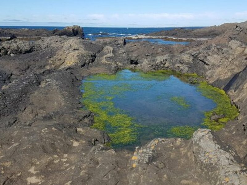 A tide pool covered in green algae along a lava rock coastline