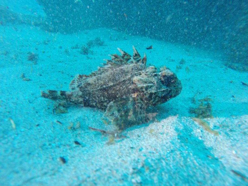 A camouflaged sculpin resting on the sandy seabed during a Foodhunt tour
