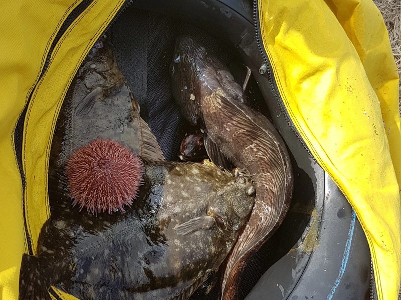 A Foodhunt catch of flatfish and sea urchin in a catch bag