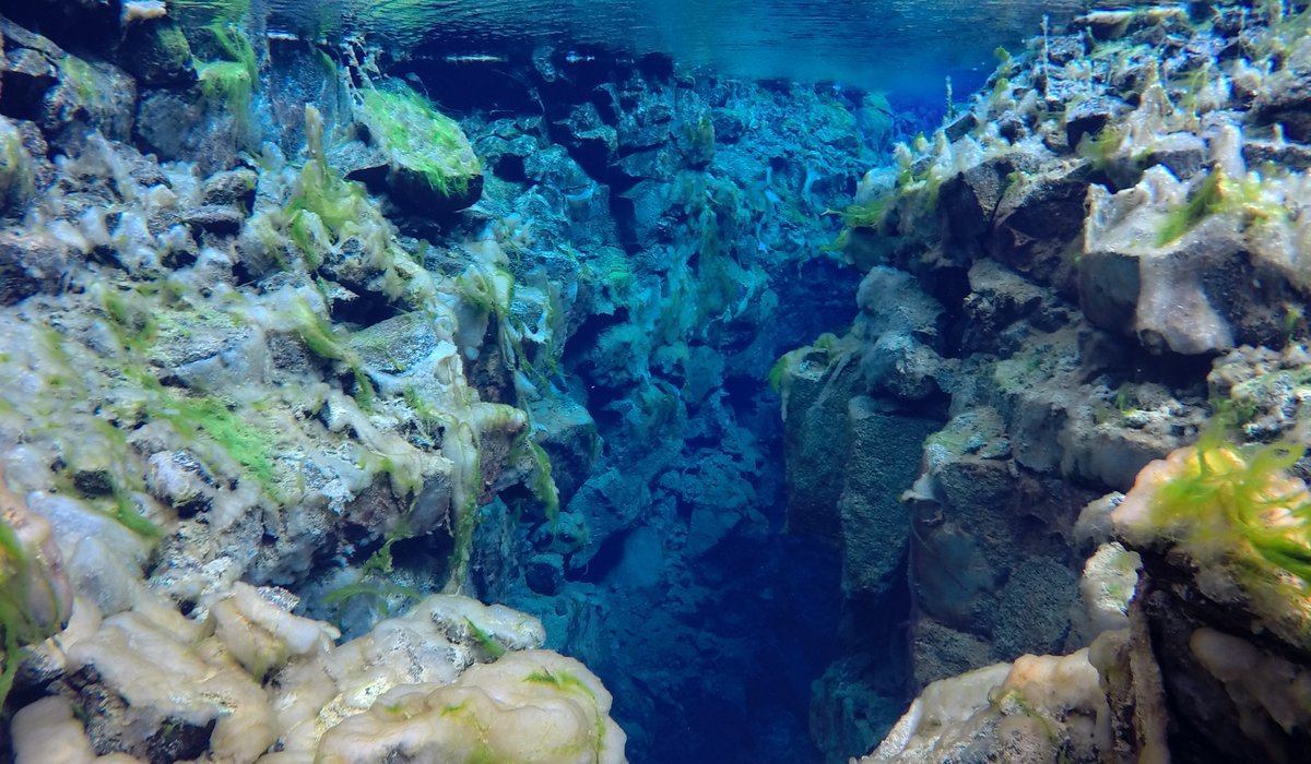 Learn to Freedive
