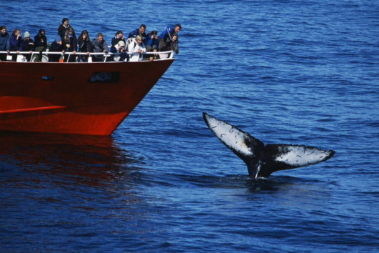 Whale/ Puffin/ Sea Angling Tours Archives - Freedive Iceland