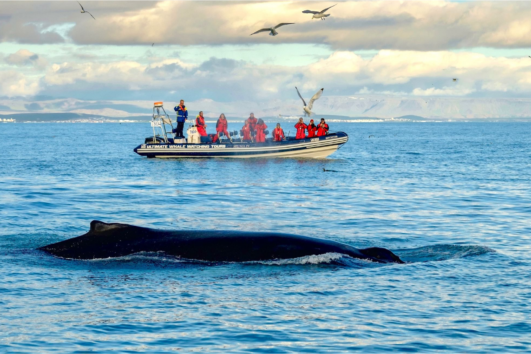 Reykjavik Premium Whale Watching - Elding
