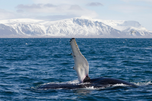 Reykjavik Winter Whale & Dolphin Watching - Elding