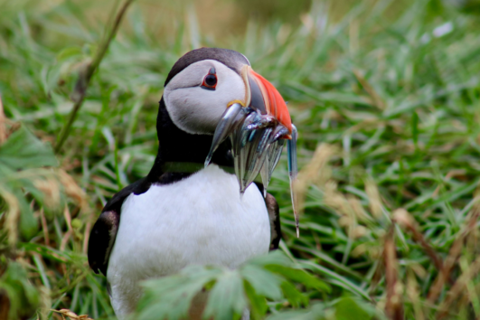Reykjavik Classic Puffin Watching - Elding
